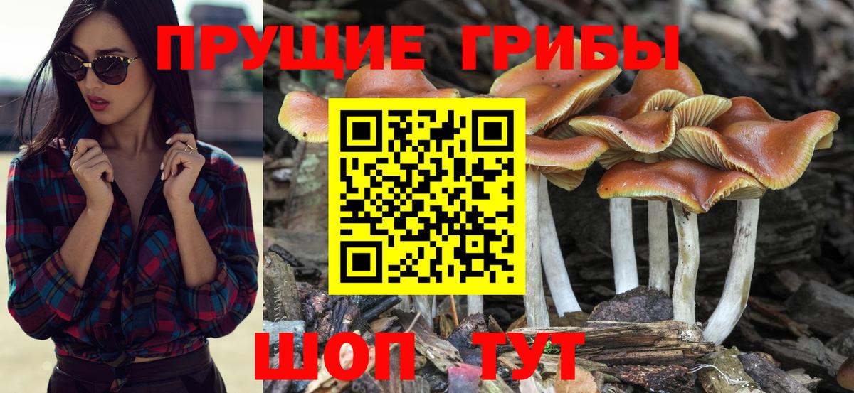 Кашира  Псилоцибиновые грибы Magic Shrooms  Вход с VPN 
